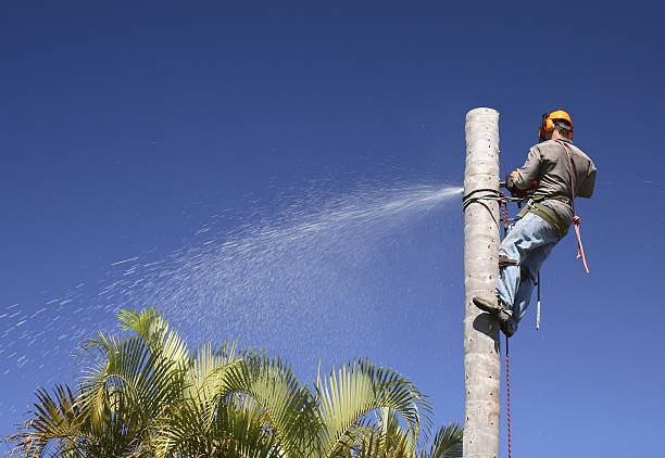  Fullerton, CA Tree Services Pros