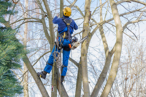 How Our Tree Care Process Works  in  Fullerton, CA